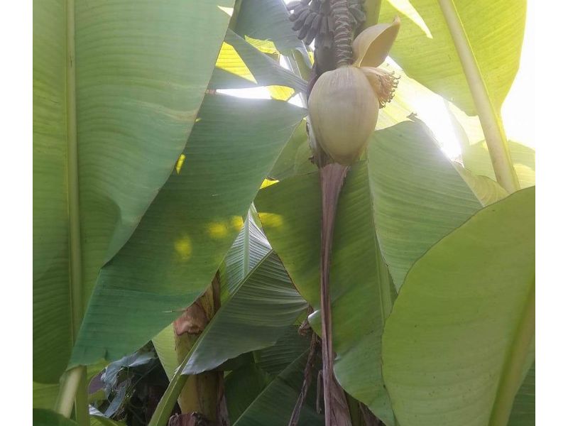Banane u Gaju